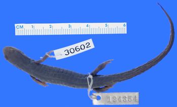 Media type: image; Herpetology A-30602